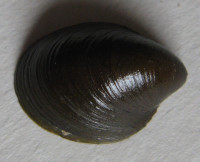Septaria luzonica, Souleyet, 1841