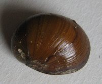Neritina pulligera, (Linné, 1767)