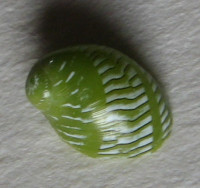 Smaragdina rangiana, (Récluz, 1841)