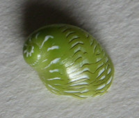 Smaragdina rangiana, (Récluz, 1841) 2)