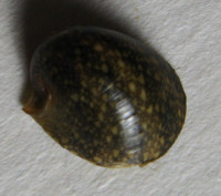 Neripteron leyteense  Poppe & Tagaro, 2023 NEW SPECIMEN