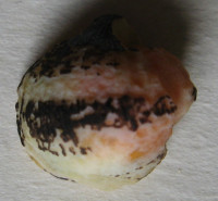 Neripteron leyteense  Poppe & Tagaro, 2023 NEW SPECIMEN