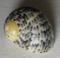 Nerita grisea 2)  Reeve, 1855