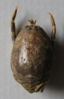 Hippa pacifica,  Dana 1852