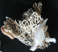 Bryozoa, Reteporella sp.