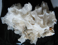 Bryozoa, Reteporella grimaldii   
