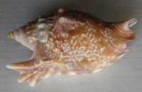 Strombus bulla, Röding, 1798