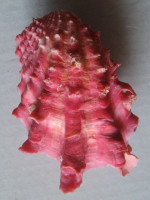 Cardita crassicosta 1)  Lamarck, 1890