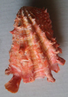 Cardita crassicosta 2) Lamarck, 1890