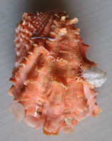 Cardita crassicosta 3) Lamarck, 1890