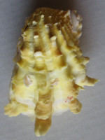 Cardita crassicosta  Lamarck, 1890