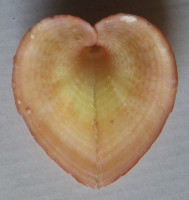 Corculum (Cardium) cardissa 5)  (Linnaeus, 1758)