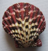 Gloriaphallium pallium  (Linné, 1758)