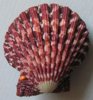 Gloriaphallium pallium  (Linné, 1758)