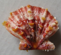 Mirapecten mirificus, (Reeve, 1853)