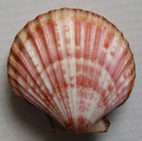 Aequipecten opercularis audouinii, (Payraudeau, 1826)