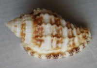 Morum lathraeum  D. Monsecour, Lorenz & K. Monsecour, 2019 NEW   	