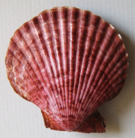 Mimachlamys sanguinea  (Linnaeus, 1758)  GIANT