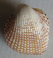 Fragum unedo (Linnaeus, 1758)  CARDIIDAE