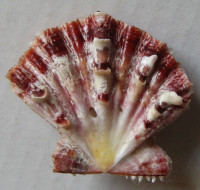 Mirapecten mirificus, (Reeve, 1853)