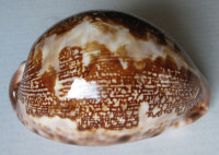 Cypraea mappa curvati  Beals & Lum, 2017