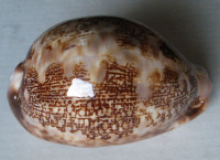 Cypraea mappa curvati  Beals & Lum, 2017