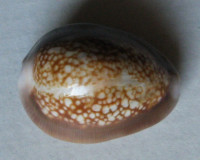Cypraea caputophidii  (F. A. Schilder, 1927)