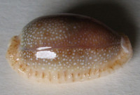 Cypraea erosa, Linnaeus, 1758  