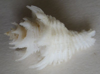 Babelomurex japonicus, (Dunker, 1822)