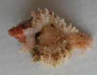 Chicomurex ritae  Houart, 2013  NEW specimen