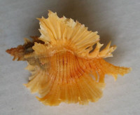 Chicoreus orchidiflorus, Shikama, T., 1973