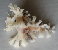 Homalocantha nivea  Granpoder & Garrigues, 2014