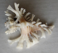 Homalocantha nivea 1)   Granpoder & Garrigues, 2014