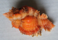 Chicomurex laciniatus, (Sowerby, 1841)