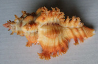 Chicoreus crocatus, Reeve, 1845