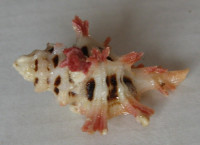 Pterynotus martinetana fenestratus   (Dillwin, 1890)