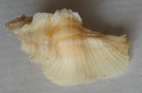 Pterynotus pellucidus Reeve, 1845