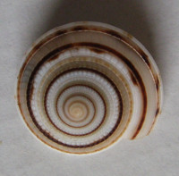 Architectonica modesta (Philippi, 1849)