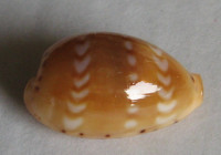 Cypraea ziczac, Linnaeus, 1758