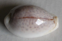 Cypraea boivinii, (Kiener, 1843)  GIANT