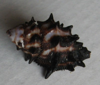 Morula spinosa (H. Adams & A. Adams, 1853)