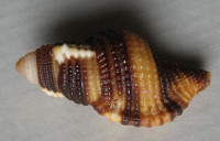 Cymatium flaveolum, (Röding, P.F., 1798)