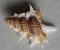 Gyrineum acuelatus, Schepman, 1909