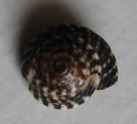 Heliacus variegatus, (Gmelin, 1791)