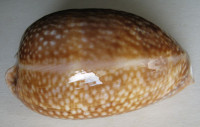 Cypraea cervus, Linne 1771