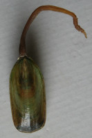 Lingula anatina Lamarck, 1801