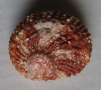 Haliotis pulcherrima 1)  Gmelin, 1791