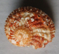 Haliotis pulcherrima, Gmelin, 1791