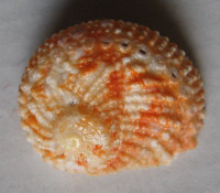 Haliotis pulcherrima, Gmelin, 1791