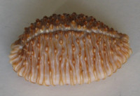 Cypraea granulata, Pease, W.H., 1862